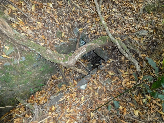 25 de agosto de 2017 Na Vereda Pau Branco de Ginjas a Estanquinhos — Até à Madre da Levada dos Pombais inf e de volta ao caminho para a levada de cima — foto 3