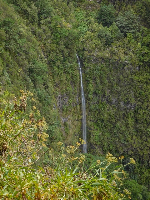 25 de agosto de 2017 Na Vereda Pau Branco de Ginjas a Estanquinhos — Até à Madre da Levada dos Pombais inf e de volta ao caminho para a levada de cima — foto 4