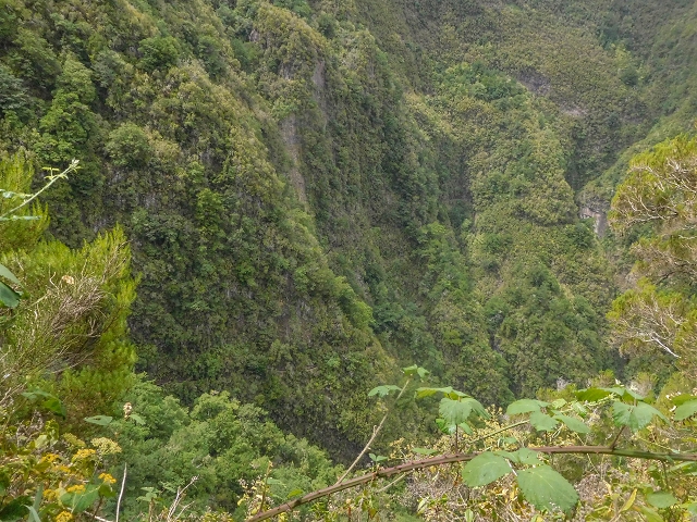 25 de agosto de 2017 Na Vereda Pau Branco de Ginjas a Estanquinhos — Até à Madre da Levada dos Pombais inf e de volta ao caminho para a levada de cima — foto 7