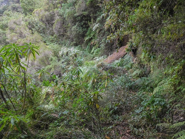 25 de agosto de 2017 Na Vereda Pau Branco de Ginjas a Estanquinhos — Até à Madre da Levada dos Pombais inf e de volta ao caminho para a levada de cima — foto 8