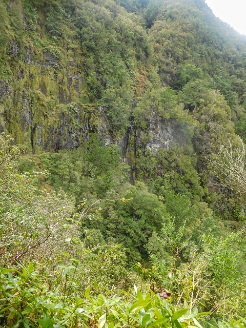 25 de agosto de 2017 Na Vereda Pau Branco de Ginjas a Estanquinhos — Até à Madre da Levada dos Pombais inf e de volta ao caminho para a levada de cima — foto 10
