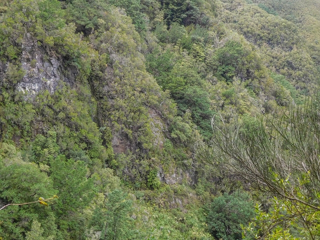 25 de agosto de 2017 Na Vereda Pau Branco de Ginjas a Estanquinhos — Até à Madre da Levada dos Pombais inf e de volta ao caminho para a levada de cima — foto 13