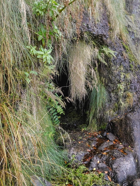 25 de agosto de 2017 Na Vereda Pau Branco de Ginjas a Estanquinhos — Até à Madre da Levada dos Pombais inf e de volta ao caminho para a levada de cima — foto 16