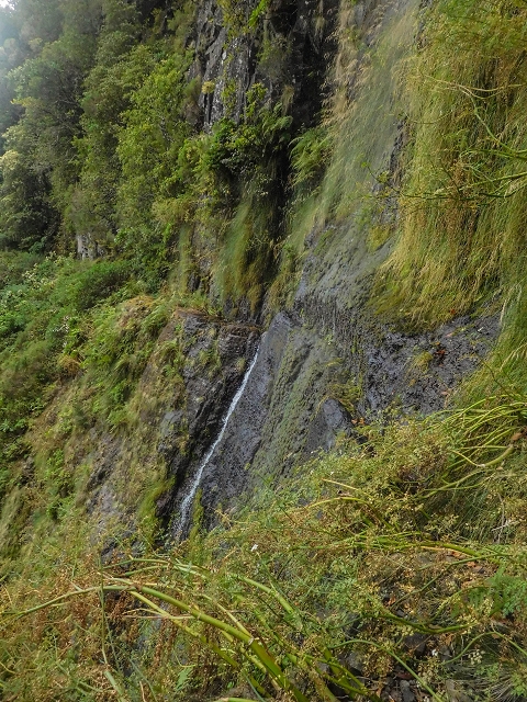 25 de agosto de 2017 Na Vereda Pau Branco de Ginjas a Estanquinhos — Até à Madre da Levada dos Pombais inf e de volta ao caminho para a levada de cima — foto 17