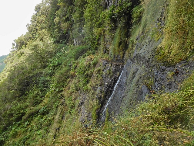 25 de agosto de 2017 Na Vereda Pau Branco de Ginjas a Estanquinhos — Até à Madre da Levada dos Pombais inf e de volta ao caminho para a levada de cima — foto 18