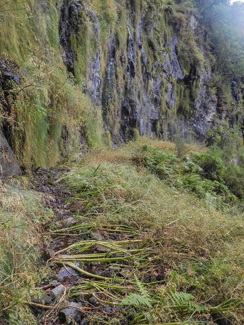 25 de agosto de 2017 Na Vereda Pau Branco de Ginjas a Estanquinhos — Até à Madre da Levada dos Pombais inf e de volta ao caminho para a levada de cima — foto 19
