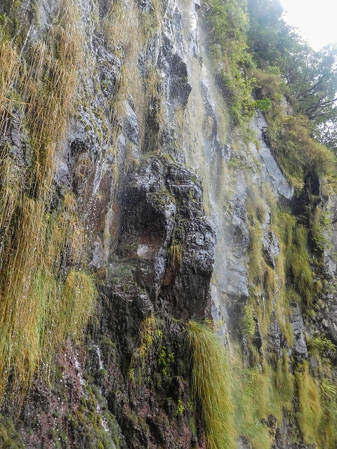 25 de agosto de 2017 Na Vereda Pau Branco de Ginjas a Estanquinhos — Até à Madre da Levada dos Pombais inf e de volta ao caminho para a levada de cima — foto 20