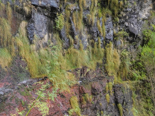 25 de agosto de 2017 Na Vereda Pau Branco de Ginjas a Estanquinhos — Até à Madre da Levada dos Pombais inf e de volta ao caminho para a levada de cima — foto 22