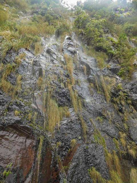 25 de agosto de 2017 Na Vereda Pau Branco de Ginjas a Estanquinhos — Até à Madre da Levada dos Pombais inf e de volta ao caminho para a levada de cima — foto 23