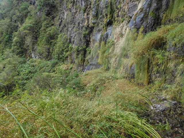 25 de agosto de 2017 Na Vereda Pau Branco de Ginjas a Estanquinhos — Até à Madre da Levada dos Pombais inf e de volta ao caminho para a levada de cima — foto 25