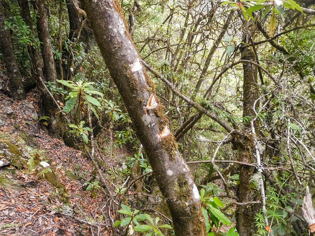 25 de agosto de 2017 Na Vereda Pau Branco de Ginjas a Estanquinhos — Descida da Madre e continuação da subida até à Paul da Serra — foto 7