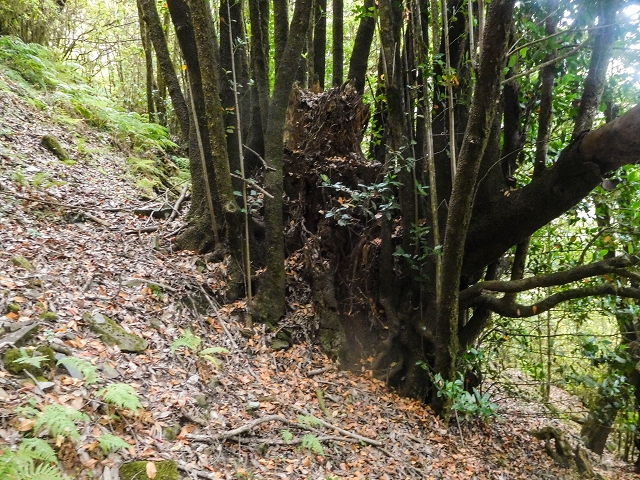 25 de agosto de 2017 Na Vereda Pau Branco de Ginjas a Estanquinhos — Descida da Madre e continuação da subida até à Paul da Serra — foto 8