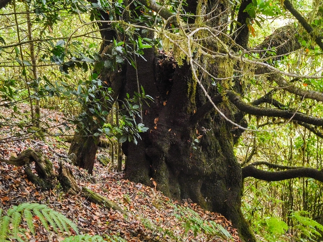 25 de agosto de 2017 Na Vereda Pau Branco de Ginjas a Estanquinhos — Descida da Madre e continuação da subida até à Paul da Serra — foto 9