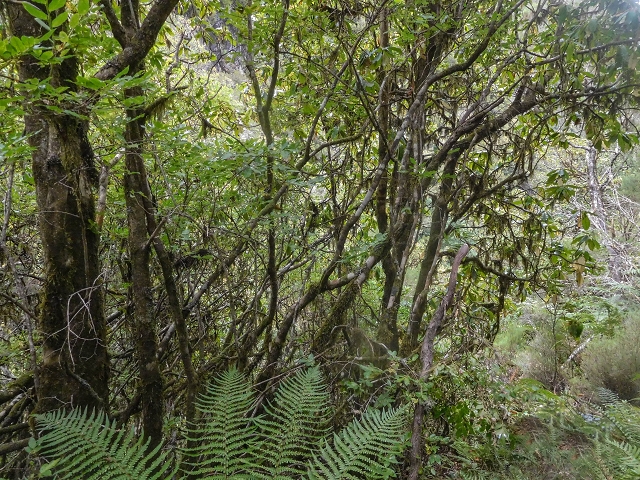 25 de agosto de 2017 Na Vereda Pau Branco de Ginjas a Estanquinhos — Descida da Madre e continuação da subida até à Paul da Serra — foto 10