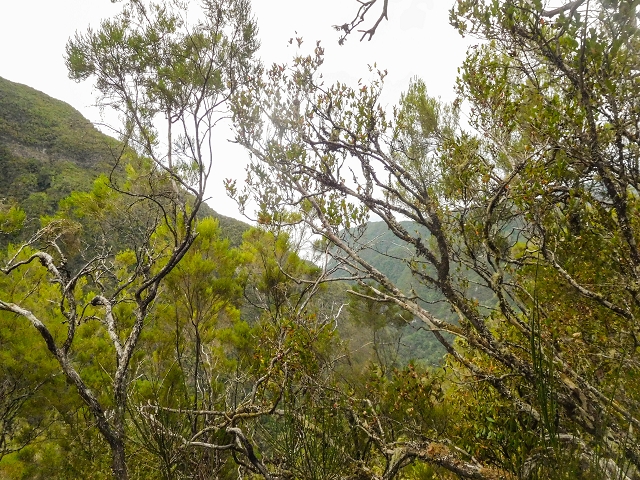 25 de agosto de 2017 Na Vereda Pau Branco de Ginjas a Estanquinhos — Descida da Madre e continuação da subida até à Paul da Serra — foto 11