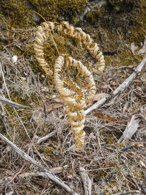25 de agosto de 2017 Na Vereda Pau Branco de Ginjas a Estanquinhos — Descida da Madre e continuação da subida até à Paul da Serra — foto 12