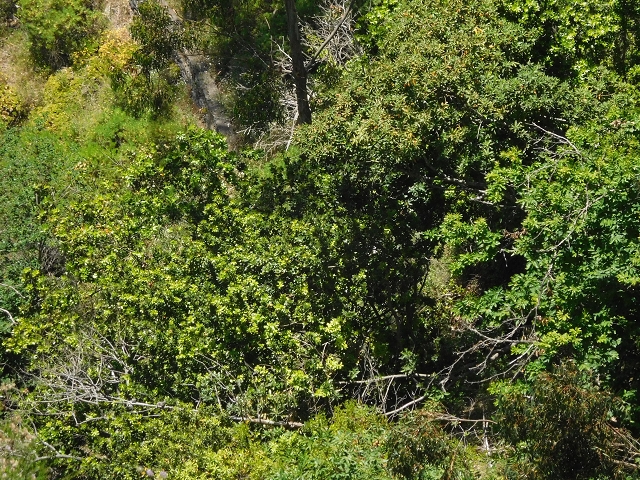26 June 2016 Curral circuit — Old inaccessible course of the Levada do Curral e Castelejo — photo 3