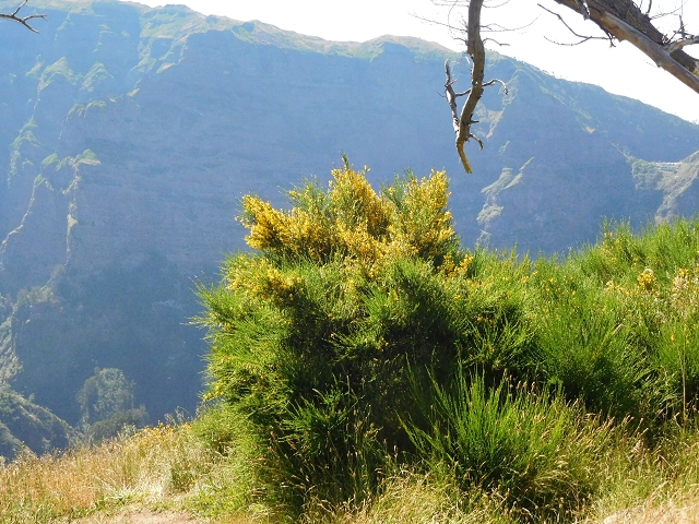26 June 2016 Curral circuit — Ascent from Faja Escura to Boca de Cerro — photo 31