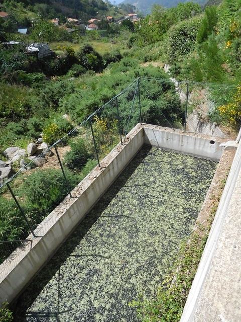 26 June 2016 Curral circuit — Corrida with the Madre and the start of the Levada do Rouca — photo 6