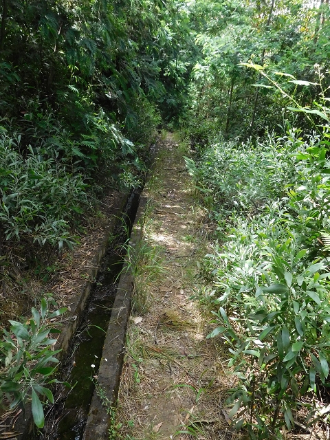 26 June 2016 Curral circuit — Along the eastern branch of the Levada da Rouca below Corrida — photo 4