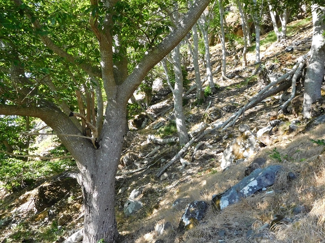26 June 2016 Curral circuit — Ascent from Faja Escura to Boca de Cerro — photo 9