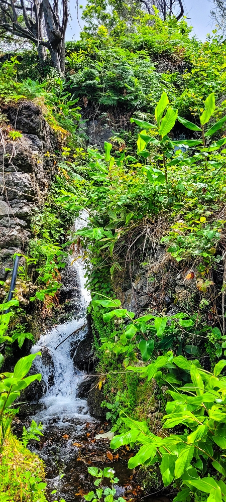 Levada do Chão da Ribeira —  — photo 7