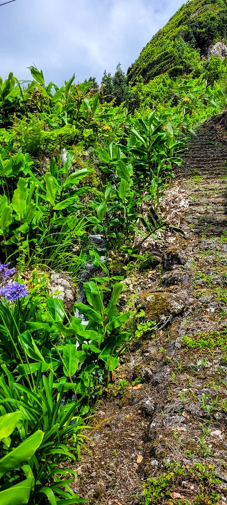 Levada do Chão da Ribeira —  — photo 6