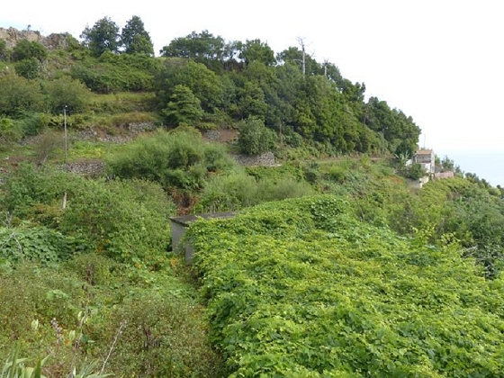 26 July 2013 Levadas de Cima and Achada Grande — On the Levada de Cima to the Madre — photo 1