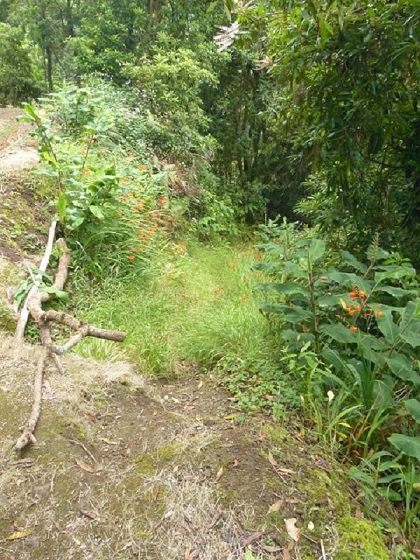 26 July 2013 Levadas de Cima and Achada Grande — On the Levada da Achada Grande to the Madre and back — photo 48