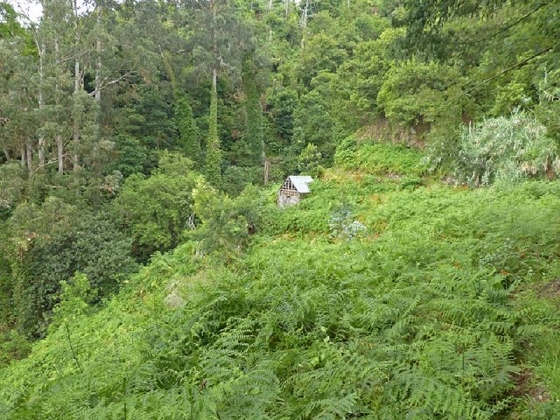 26 July 2013 Levadas de Cima and Achada Grande — On the Levada de Cima to the Madre — photo 11