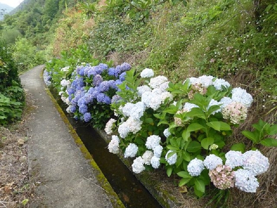 26 July 2013 Levadas de Cima and Achada Grande — On the Levada da Achada Grande to the Madre and back — photo 55