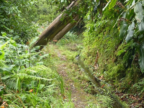 26 July 2013 Levadas de Cima and Achada Grande — On the Levada de Cima to the Madre — photo 12