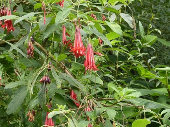26 July 2013 Levadas de Cima and Achada Grande — On the Levada de Cima to the Madre — photo 15