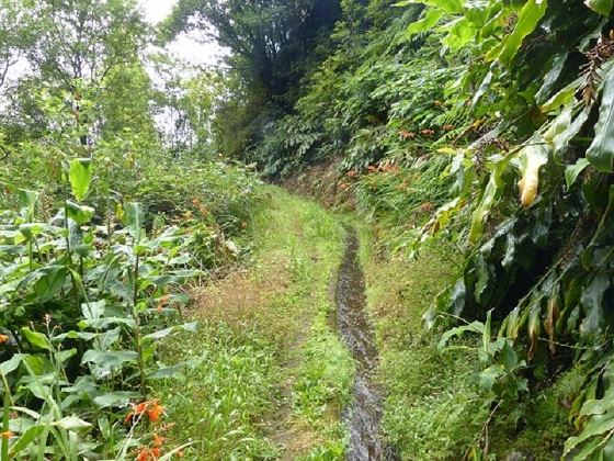 26 July 2013 Levadas de Cima and Achada Grande — On the Levada de Cima to the Madre — photo 25