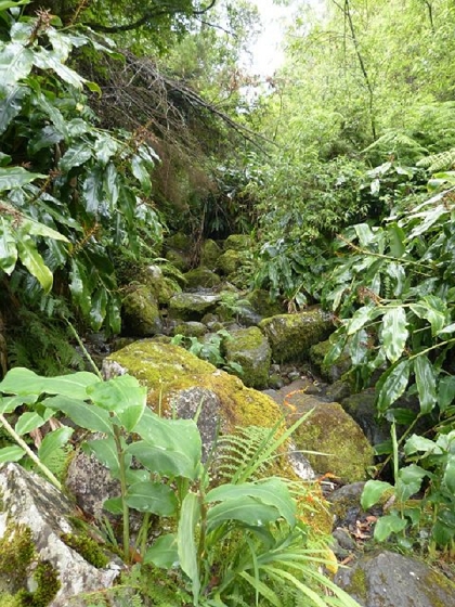 26 July 2013 Levadas de Cima and Achada Grande — Towards the Levada da Achada Grande and back to Rocadas — photo 2