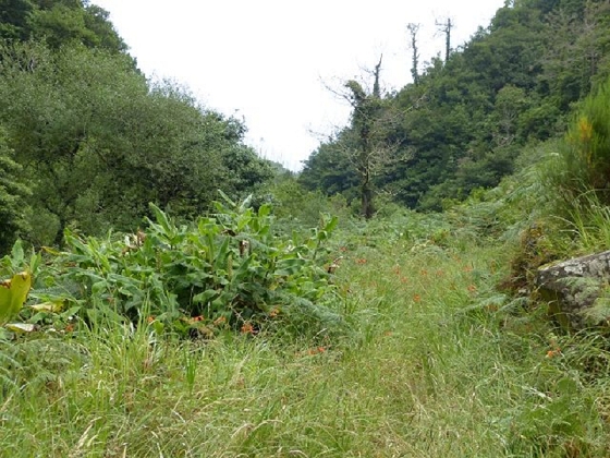 26 July 2013 Levadas de Cima and Achada Grande — Towards the Levada da Achada Grande and back to Rocadas — photo 4