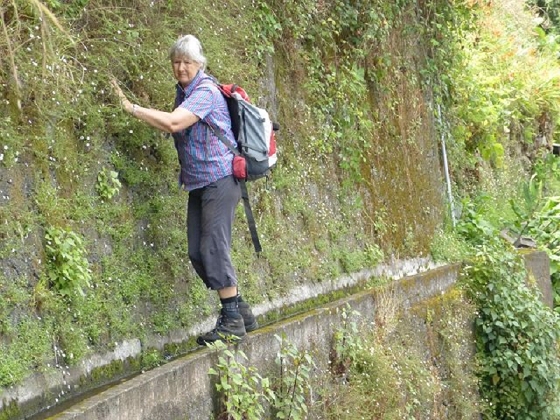 26 July 2013 Levadas de Cima and Achada Grande — On the Levada de Boaventura — photo 13