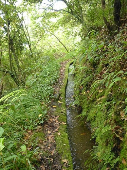 26 July 2013 Levadas de Cima and Achada Grande — Attempted ascent to the Levada da Achada Grande and back to Levada de Cima — photo 6