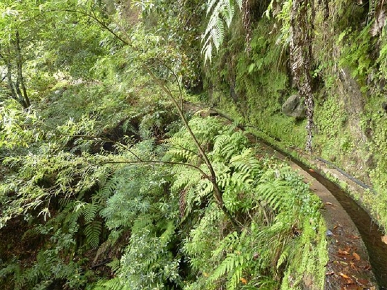 26 July 2013 Levadas de Cima and Achada Grande — On the Levada de Cima to the Madre — photo 7