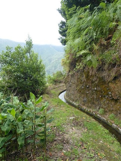 26 July 2013 Levadas de Cima and Achada Grande — On the Levada da Achada Grande to the Madre and back — photo 15