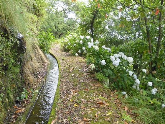 26 July 2013 Levadas de Cima and Achada Grande — On the Levada da Achada Grande to the Madre and back — photo 18