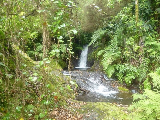 26 July 2013 Levadas de Cima and Achada Grande — On the Levada da Achada Grande to the Madre and back — photo 39