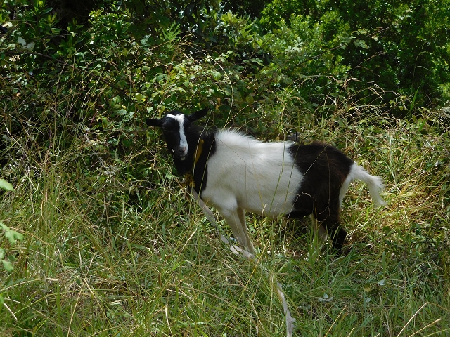 26 de julho de 2015 Penha de Aguia — O regresso — foto 36