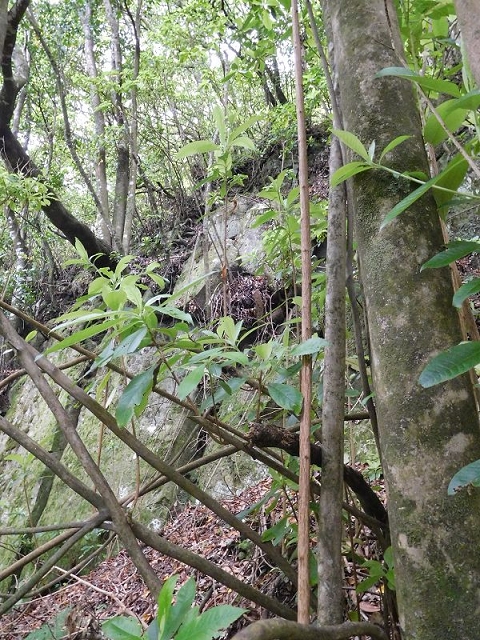 27.06.2016 Poco das Pulgas — Erfolglose Suche nach dem richtigen Weg — Foto 10
