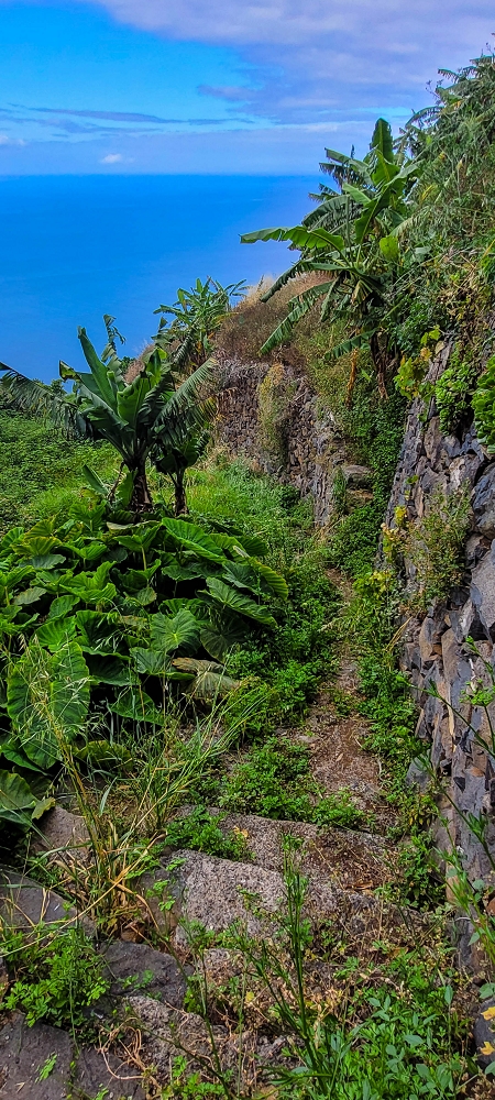 27.06.2022 Bananenwanderung rund um Madalena do Mar — Aufstieg durch die Bananen auf der Vereda dos Lombos — Foto 12