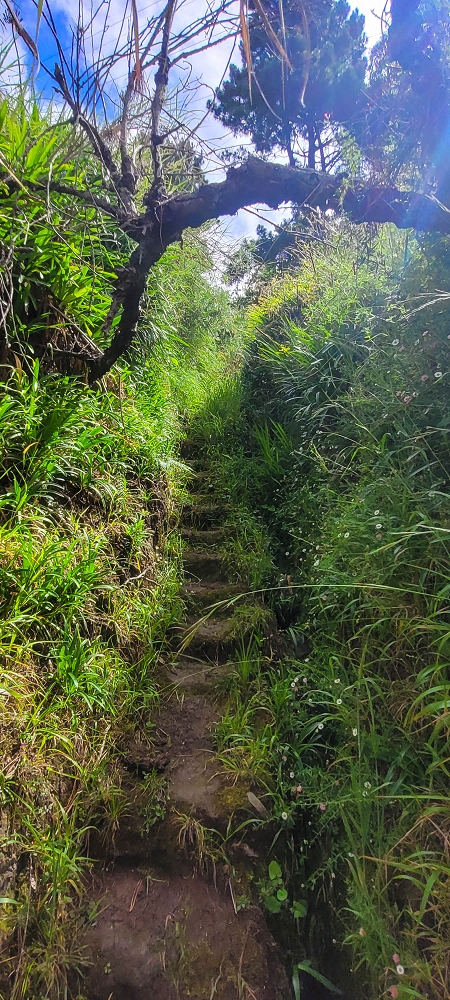 27.06.2022 Bananenwanderung rund um Madalena do Mar — Über Carvalhal e Carreira zur Levada Nova — Foto 4