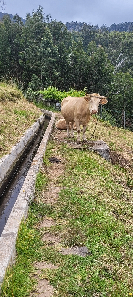 Levada Nova — On to the crossing of the Ribeira de Santiago — photo 2