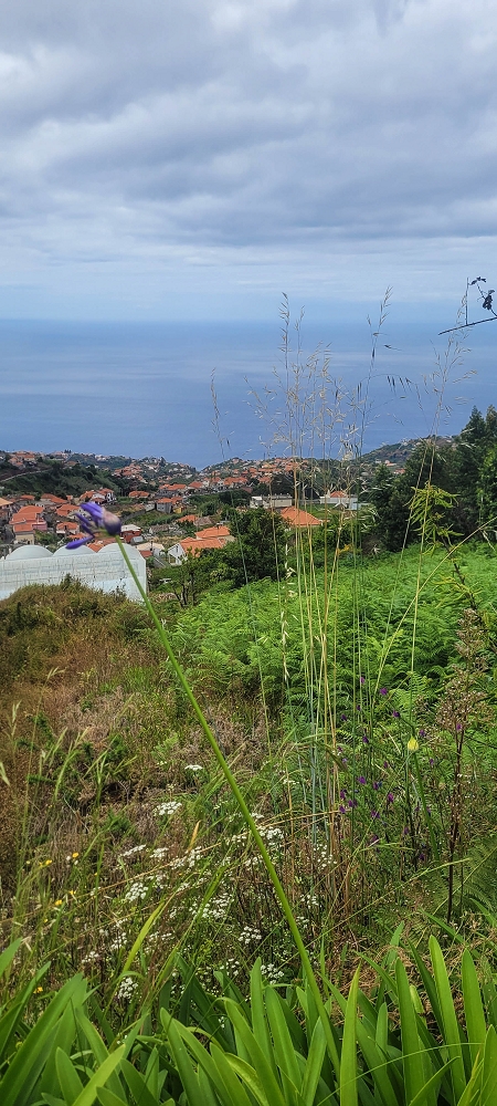 Levada Nova — From Covas to the end ('newly built section', condition in 2022) — photo 1