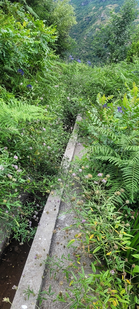 Levada Nova — From Covas to the end ('newly built section', condition in 2022) — photo 4
