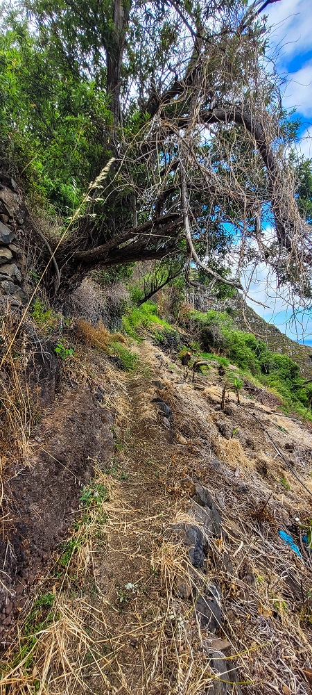 27.06.2022 Bananenwanderung rund um Madalena do Mar — Aufstieg durch die Bananen auf der Vereda dos Lombos — Foto 5